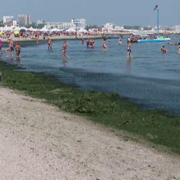 img Plaja din Mamaia sufocată de alge în putrefacție