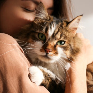 img Povestea impresionantă a unei pisici din SUA care a parcurs aproape 1.300 de km