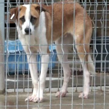 img Proiect de lege pentru protejarea câinilor nerevendicați din adăposturi