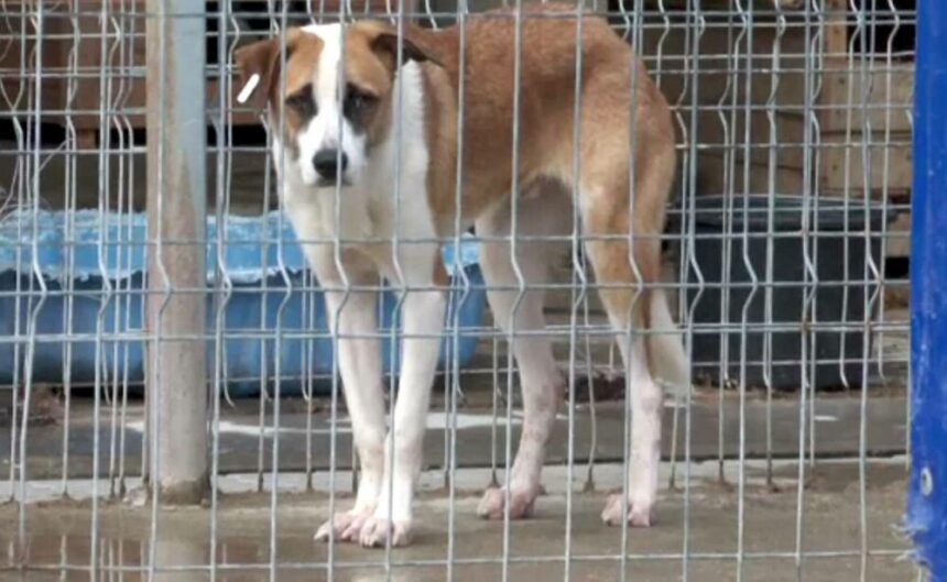 img Proiect de lege pentru protejarea câinilor nerevendicați din adăposturi