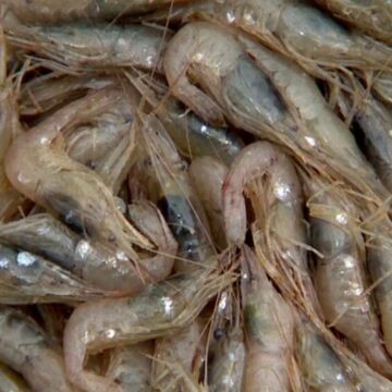 img Creveții de apă dulce din China, o amenințare pentru ecosistemul acvatic din România