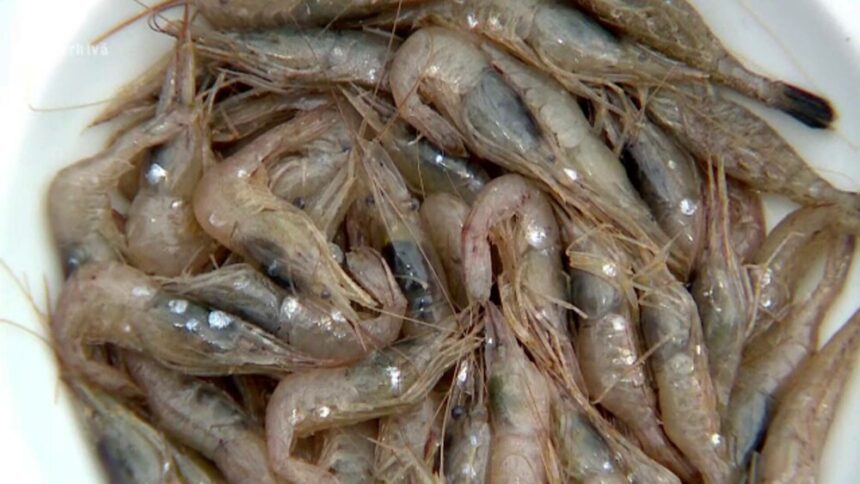 img Creveții de apă dulce din China, o amenințare pentru ecosistemul acvatic din România