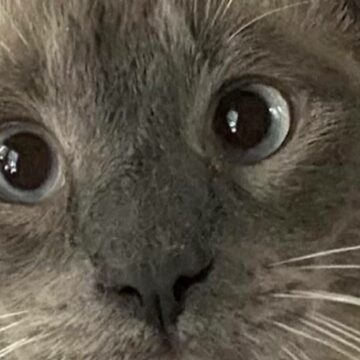 img Pisica aventuriera: calatoria ei de 1.300 de kilometri