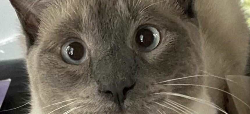 img Pisica aventuriera: calatoria ei de 1.300 de kilometri