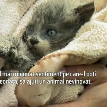 img Piper, pisica salvată din țeava blocată