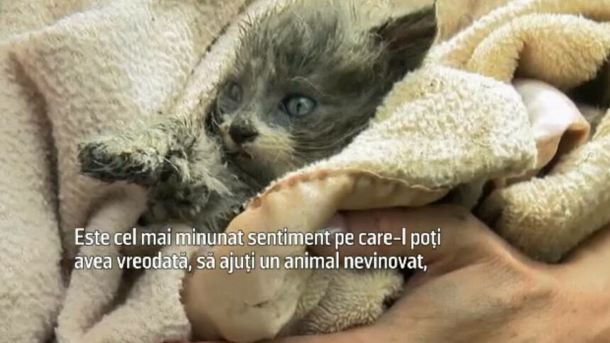 img Piper, pisica salvată din țeava blocată