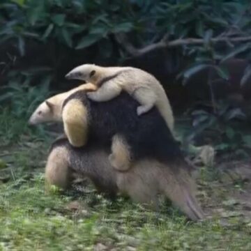 img Furnicarul pigmeu din Shanghai – o poveste emoționantă a unei familii de mamifere arboricole