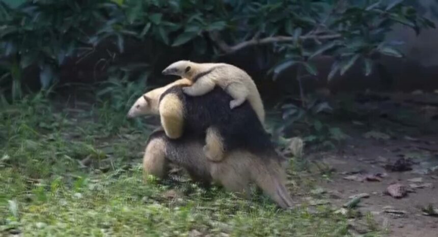 img Furnicarul pigmeu din Shanghai – o poveste emoționantă a unei familii de mamifere arboricole