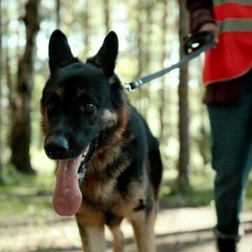 img Fetița de 10 ani dispărută în pădure și găsită cu ajutorul drone și câini