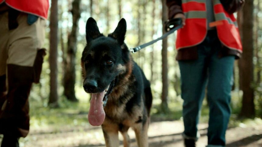 img Fetița de 10 ani dispărută în pădure și găsită cu ajutorul drone și câini