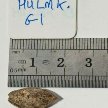 Descoperirea unei sămânțe vechi de 1.000 de ani și misterul dezlegat din Biblie