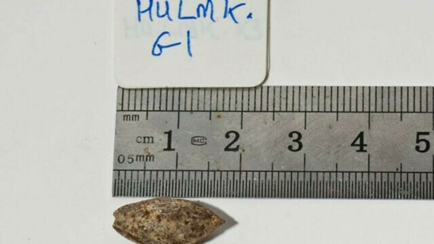 img Descoperirea unei sămânțe vechi de 1.000 de ani și misterul dezlegat din Biblie