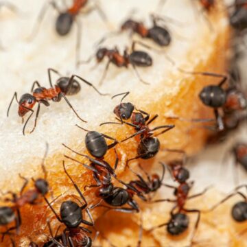 img Scandalul cornurilor și biscuiților neconformi din Satu Mare