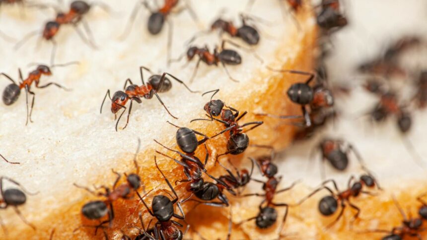 Scandalul cornurilor și biscuiților neconformi din Satu Mare