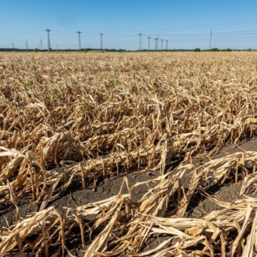 Sprijin european pentru agricultorii români afectați de secetă