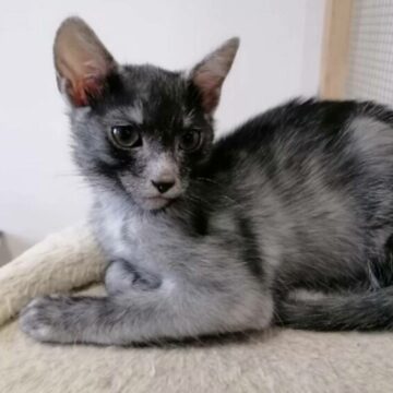 Pisica Transilvană – o nouă rasă românească recunoscută mondial