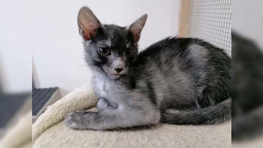 img Pisica Transilvană – o nouă rasă românească recunoscută mondial