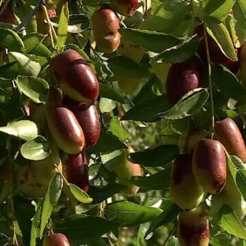 img Culturi neobișnuite în România: Curmalele chinezești și alte surprize agricole