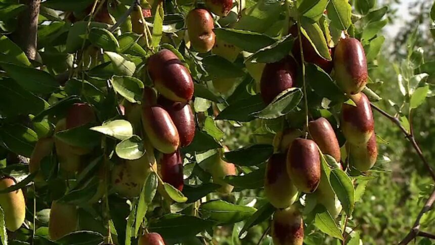 img Culturi neobișnuite în România: Curmalele chinezești și alte surprize agricole