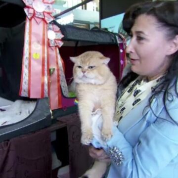 img Expoziția internațională a pisicilor din Iași