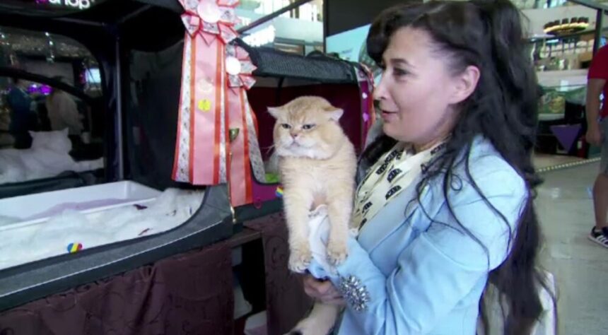 img Expoziția internațională a pisicilor din Iași