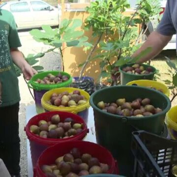img Festivalul Smochinelor din Clisura Dunării adună români din toată țara