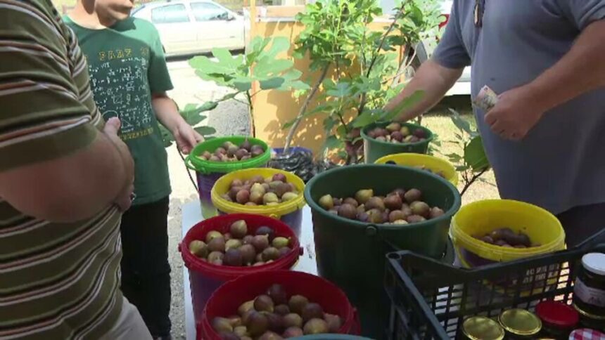 img Festivalul Smochinelor din Clisura Dunării adună români din toată țara