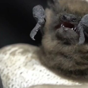 img Invasia liliecilor la Spitalul Județean din Iași