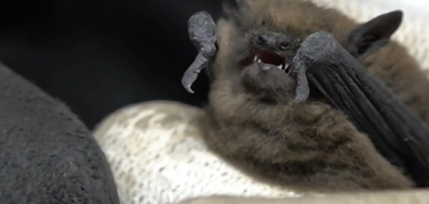 img Invasia liliecilor la Spitalul Județean din Iași