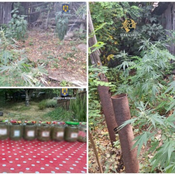 img Percheziții DIICOT la un buzoian care creștea marijuana acasă