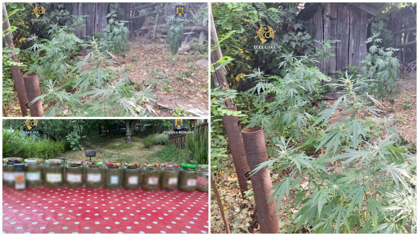 img Percheziții DIICOT la un buzoian care creștea marijuana acasă