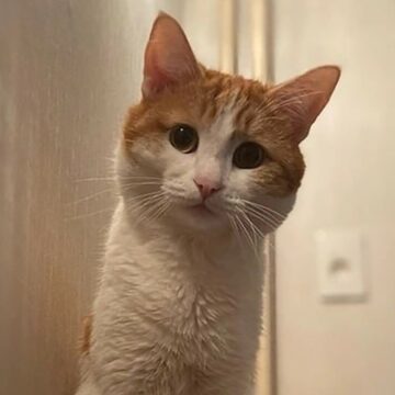 img Povestea uimitoare a pisicii Ted care a fentat moartea