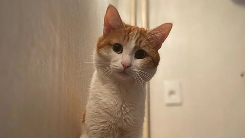 img Povestea uimitoare a pisicii Ted care a fentat moartea