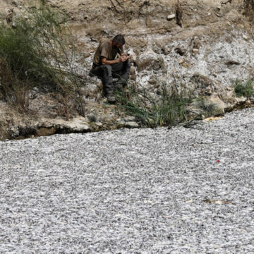 Tone de pești morți umplu portul turistic Volos din Grecia – Stare de urgență declarată