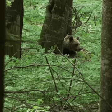 img Tânăr din Maramureș atacat de o ursoaică în timp ce își căuta un animal rătăcit în pădure