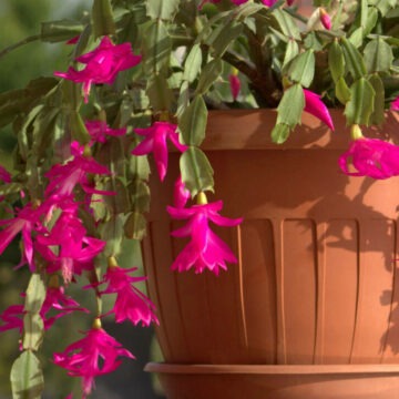 img Cactus de Crăciun – Planta longevivă cu flori spectaculoase