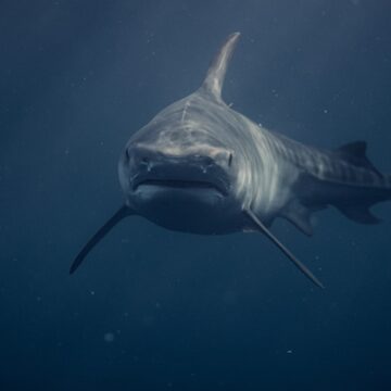 img Un rechin de patru metri lungime vânat și ucis de un alt prădător: descoperire șocantă în ocean