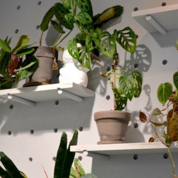 img Beneficiile și îngrijirea plantei Maranta leuconeura (Floarea Rugăciunii)