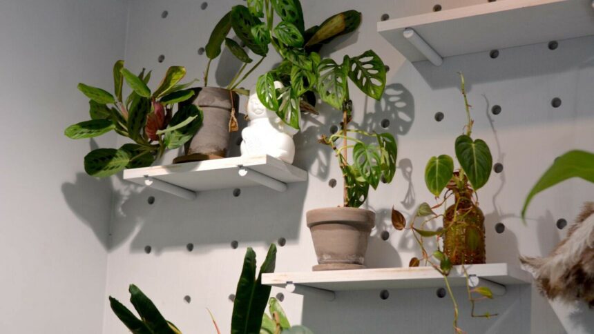 img Beneficiile și îngrijirea plantei Maranta leuconeura (Floarea Rugăciunii)