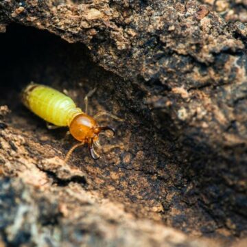 Termitele kamikaze: explozii mortale și mecanisme de apărare unic