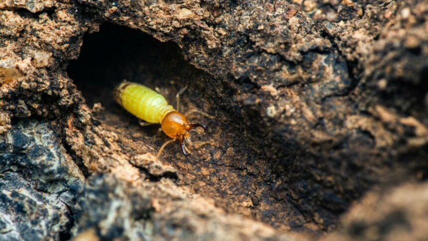 Termitele kamikaze: explozii mortale și mecanisme de apărare unic