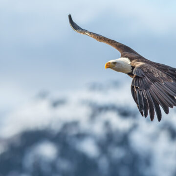 Atacurile vulturilor aurii in Norvegia – Agresiune pura sau comportament anormal?