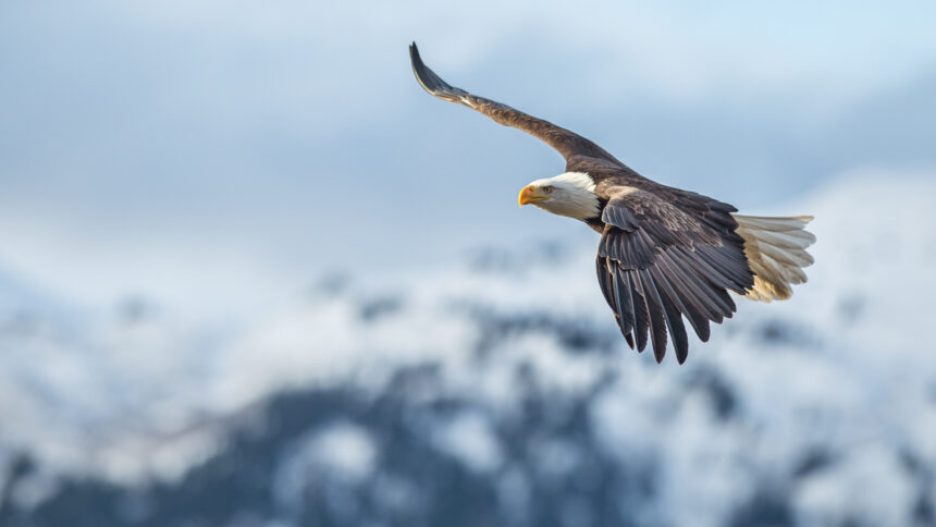 img Atacurile vulturilor aurii in Norvegia – Agresiune pura sau comportament anormal?