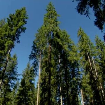 img Scandal la un ocol silvic privat din Suceava