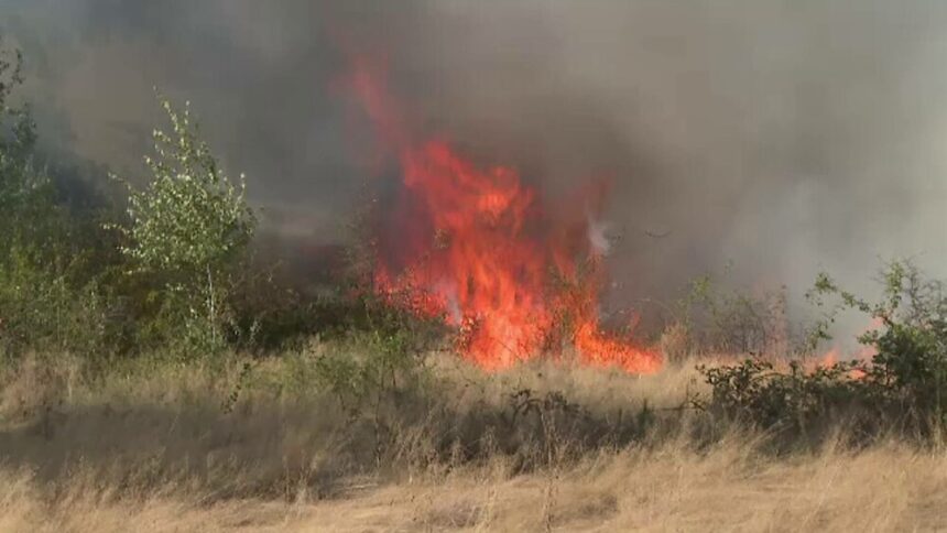 img Incendii de vegetație în România: o situație de coșmar