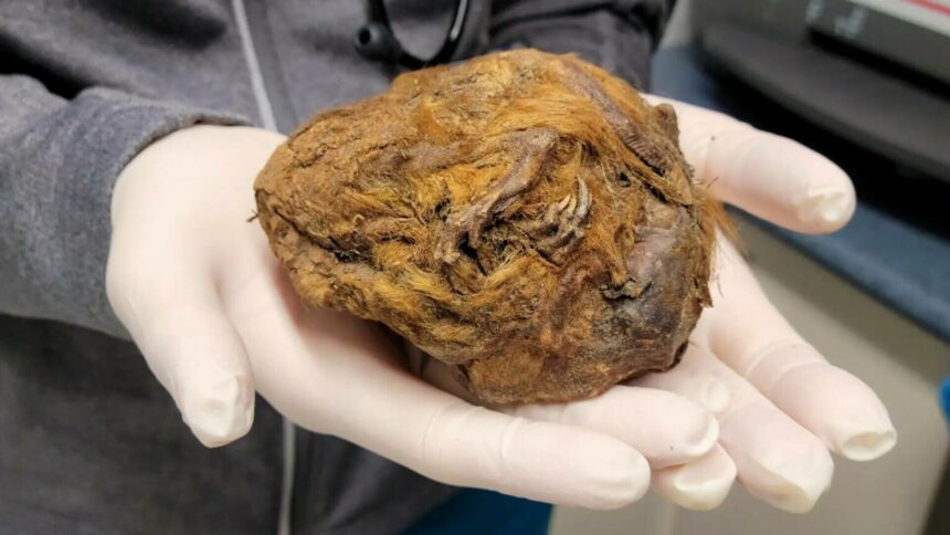 img Minuni din Epoca de Gheață: Animale preistorice mumificate descoperite în Yukon