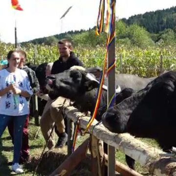 img Laptele de bivoliță, o delicatesă tot mai căutată