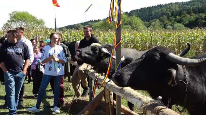 img Laptele de bivoliță, o delicatesă tot mai căutată