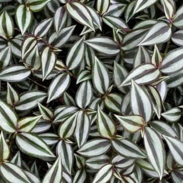 img Cum să îngrijești planta curgătoare Tradescantia zebrina