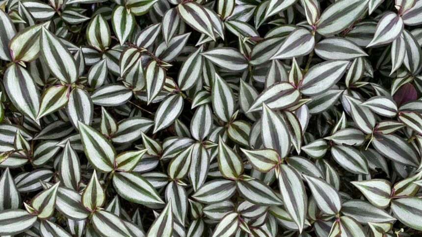 Cum să îngrijești planta curgătoare Tradescantia zebrina